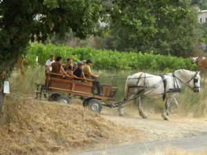 An old-time ride through the vineyards at the harvest festival in Séguret.  Photo by Diane Simmons-Tomczak